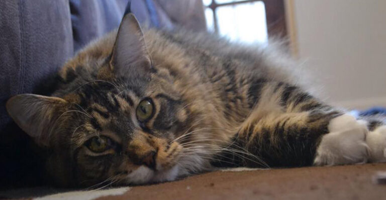The Biggest House Cat in the World Loves His Little Brothers – We