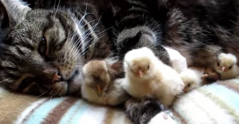 It’s Snuggle Time for Cats and Chicks!