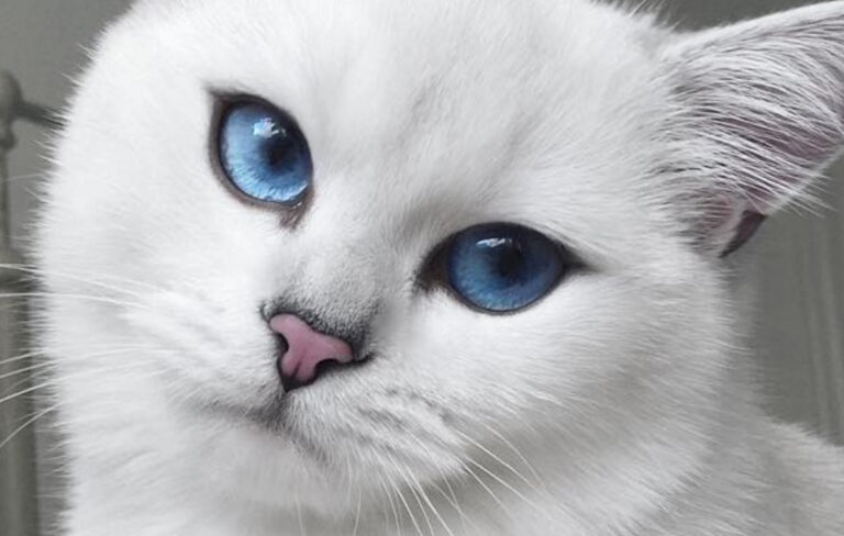 This Cat Has the Most Beautiful Eyes – We Love Cats and Kittens