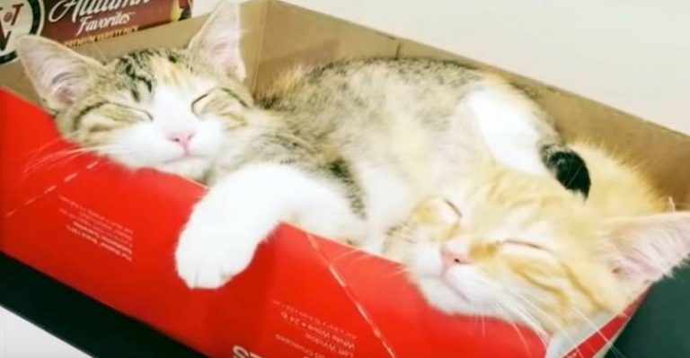 This Company Hired Two "Office Kittens" And Here's What They Do