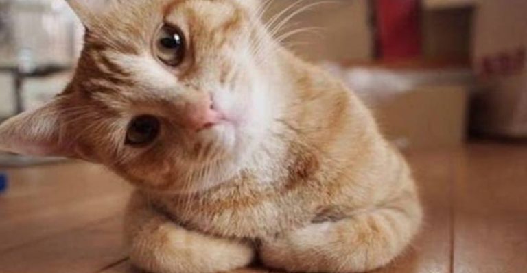 Cute Cats Getting Confused - We Love Cats and Kittens