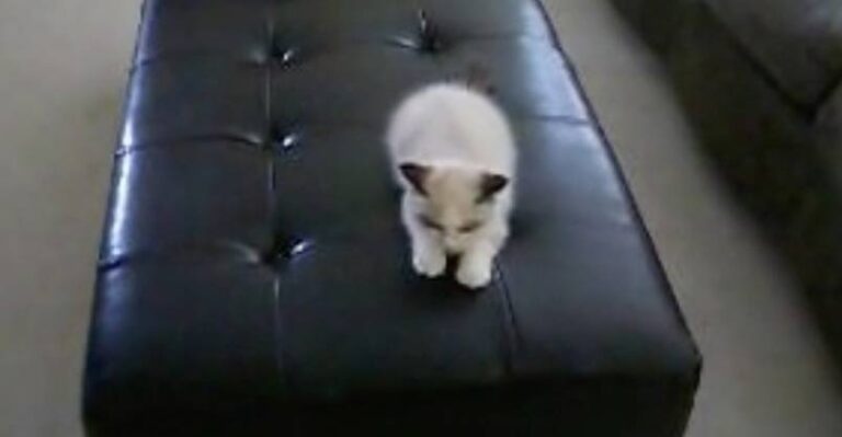 Crazy Time With a Ragdoll Kitten – We Love Cats and Kittens
