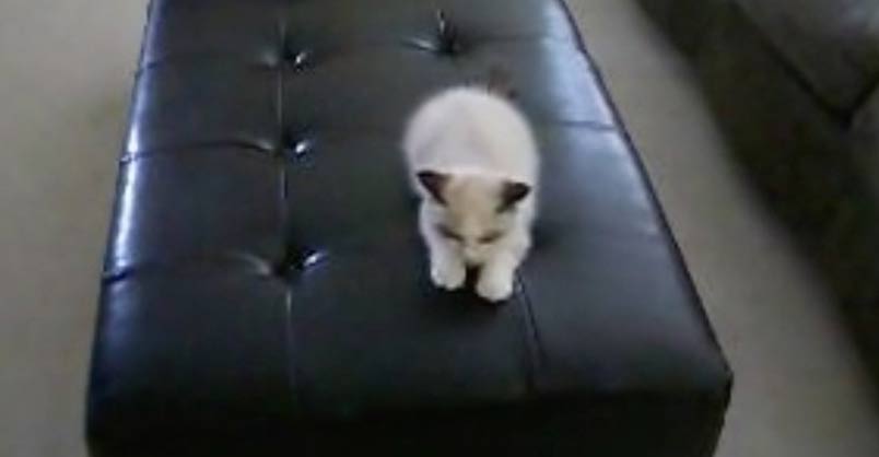 Crazy Time With a Ragdoll Kitten – We Love Cats and Kittens
