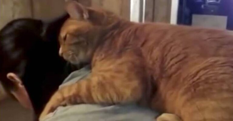 Please, Cuddle The Cat! – We Love Cats and Kittens