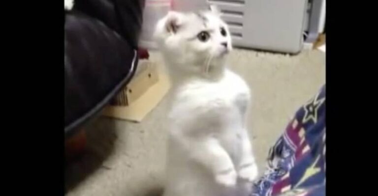 Curious Kitten is Over the Top Cute!