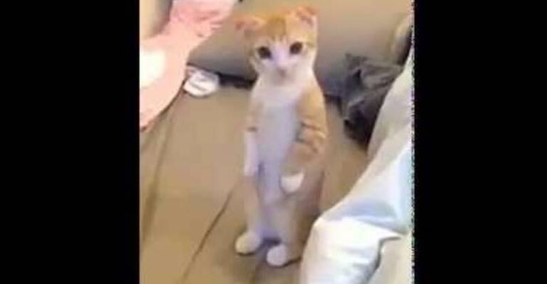 Cute Kitten Waits Patiently for His Bed to be Cleaned! – We Love Cats