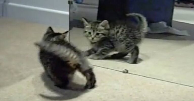 Cute Kitten Going Crazy!