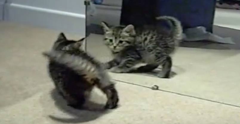 Cute Kitten Going Crazy!