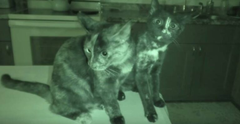 What Cats Do At Night Part II – We Love Cats and Kittens