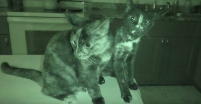 What Cats Do At Night Part II – We Love Cats and Kittens