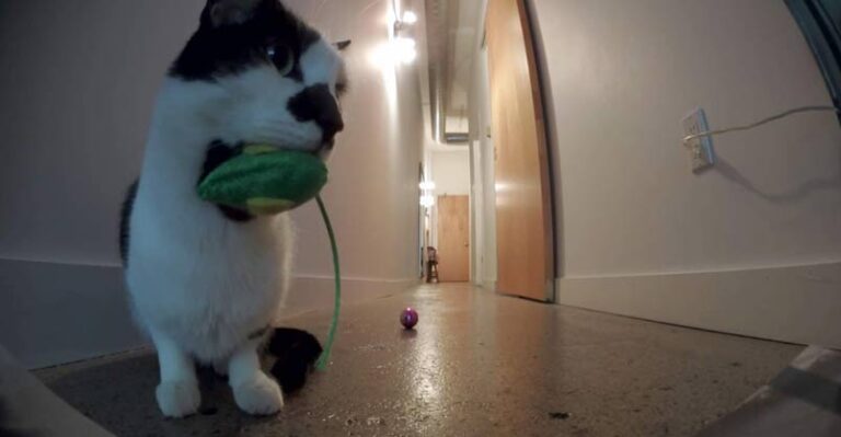 Do Cats Miss Us When We Leave? – We Love Cats and Kittens