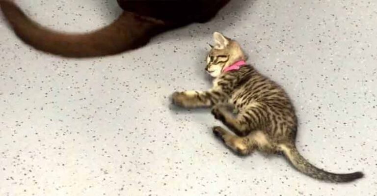 Cute Kitten Loves Playing With Dog’s Tail – We Love Cats and Kittens