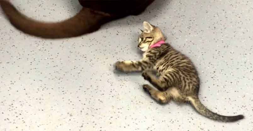 Cute Kitten Loves Playing With Dog’s Tail – We Love Cats and Kittens