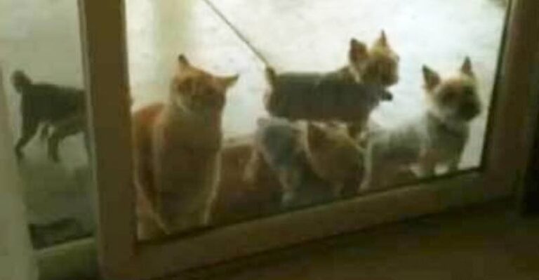Clever Cat Lets The Puppies In ! – We Love Cats and Kittens
