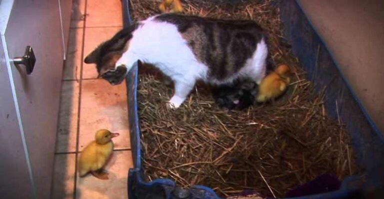 Ducklings With Their Mother Cat!!