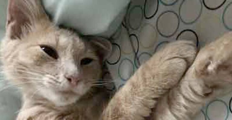 Broken Hearted Man Finds Stray Kitten On Doorstep – We Love Cats and