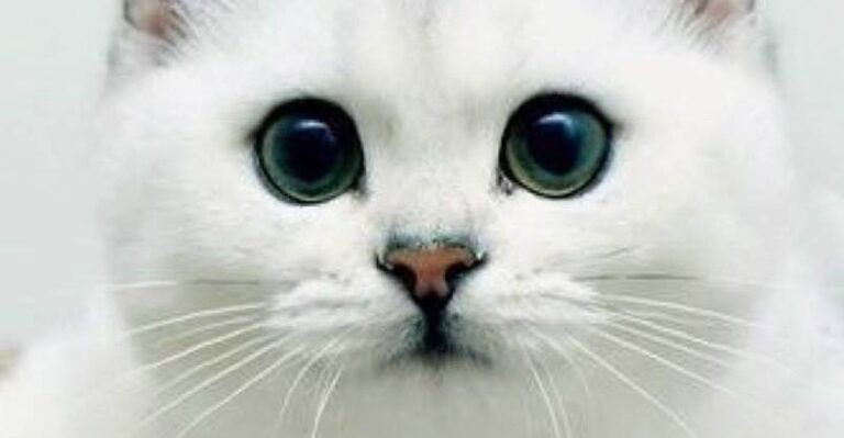 Great Looking Cat – 9th November 2018 – We Love Cats and Kittens