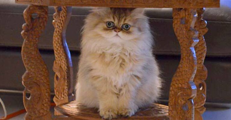 Lucky the Persian Loves to Play Hide and Seek (but he’s not very