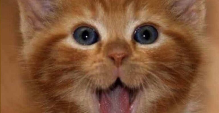 I’m So Happy! – 19th November 2018 – We Love Cats and Kittens