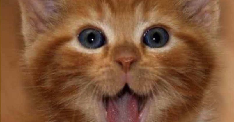 I’m So Happy! – 19th November 2018 – We Love Cats and Kittens