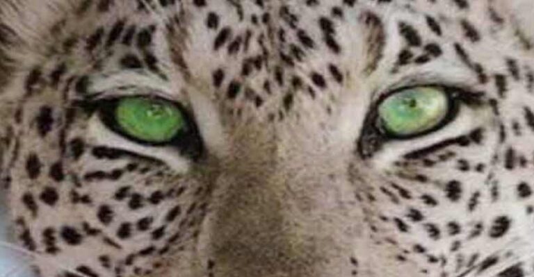 Amazing Eyes – 29th October 2018 – We Love Cats and Kittens