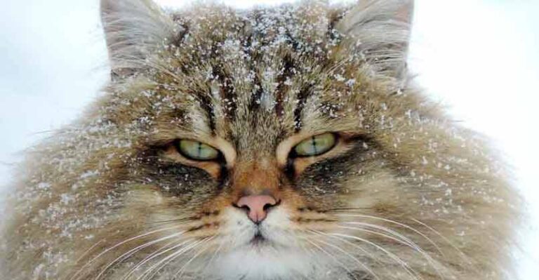 Welcome to Koshlandia – A Farm Overflowing With Siberian Cats – We