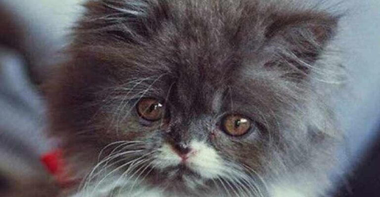 Delightful Fluffy Kitten – 5th November 2018 – We Love Cats and