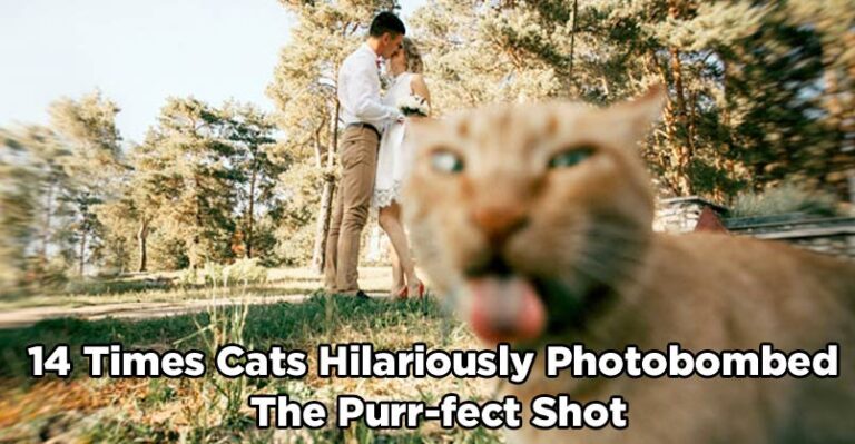 14 Times Cats Hilariously Photobombed the Purr-fect Shot – We Love
