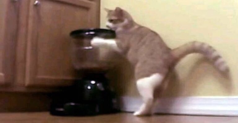 Cat vs. Automatic Feeder