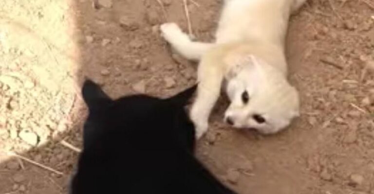 Fennec Fox Reunited with his Best Friend William the Cat !