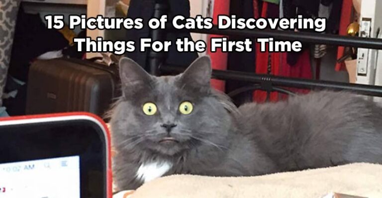15 Pictures of Cats Discovering Things For the First Time and Their