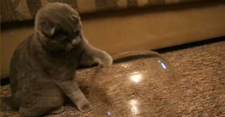 I Will Fit in This Tiny Bowl !