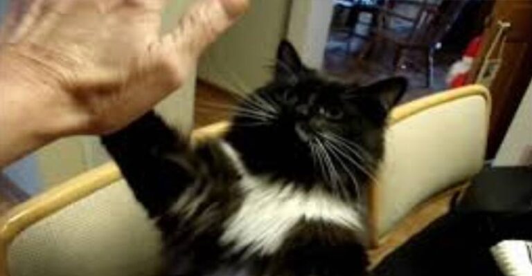 I’m From a Shelter and Look What I Can Do!