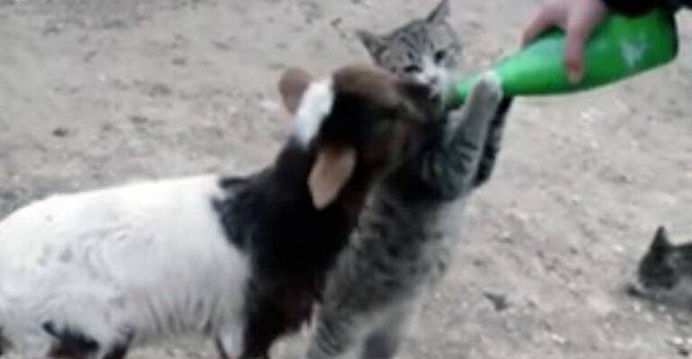Farm Cat is Crazy About Goats Milk