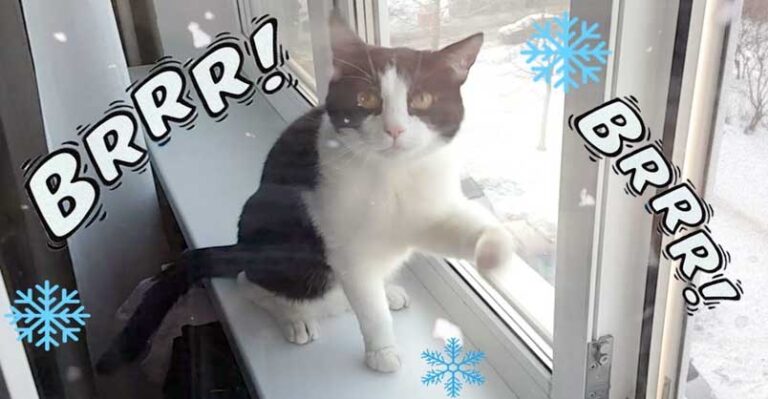 Do Cats Get Goosebumps? – We Love Cats and Kittens
