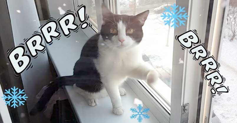 Do Cats Get Goosebumps? – We Love Cats and Kittens