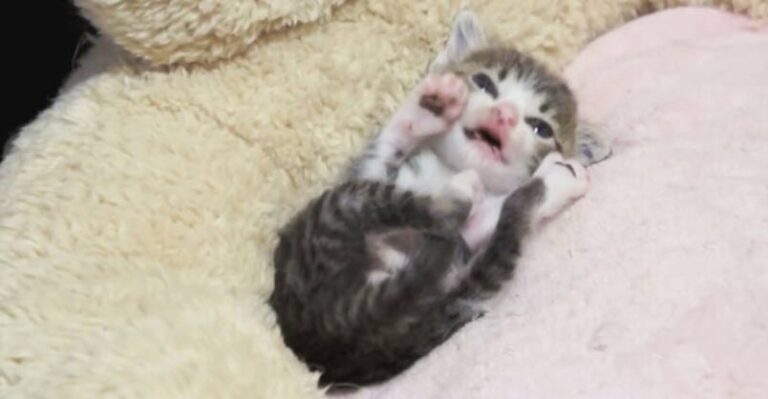 Cutest Self Grooming Kitten – We Love Cats and Kittens