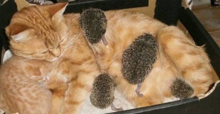 Mother Cat Adopts Orphaned Hedgehogs – We Love Cats and Kittens