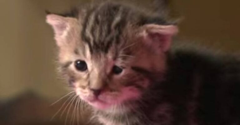 Helpless 8 Day Old Kitten Finds Forever Home, You Won’t Believe What