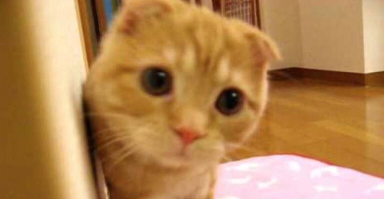 Does This Kitty Want to Play Hide and Seek?