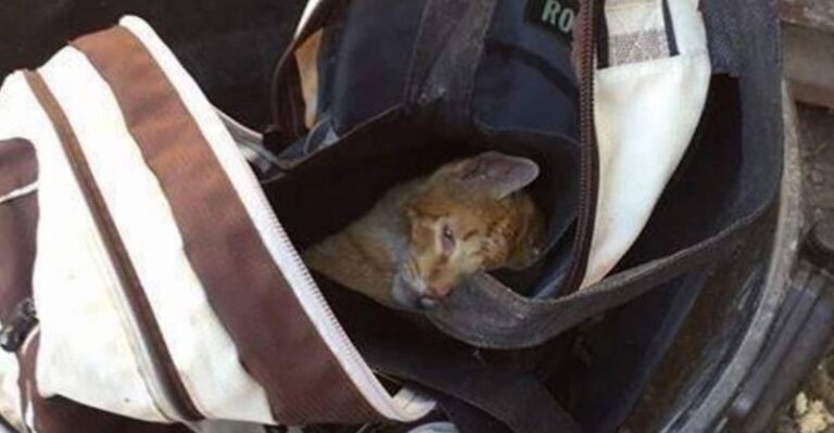 Cat Found in Backpack Nearly Dead Gets Second Chance at Life – We
