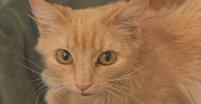 Homeless Kittens Born At Mall Are Rescued With Mother