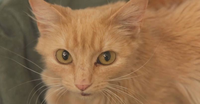 Homeless Kittens Born At Mall Are Rescued With Mother