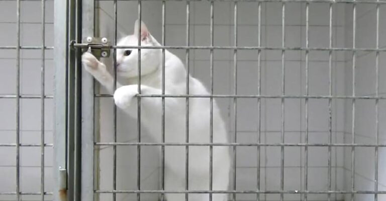 Houdini Cat – a very special kitty