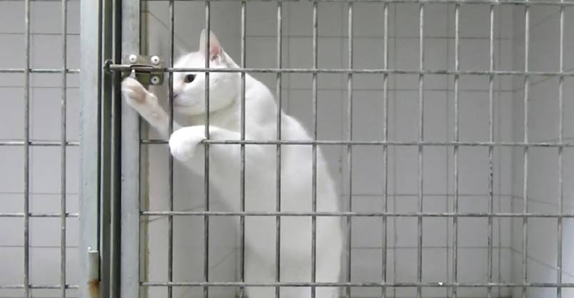 Houdini Cat – a very special kitty