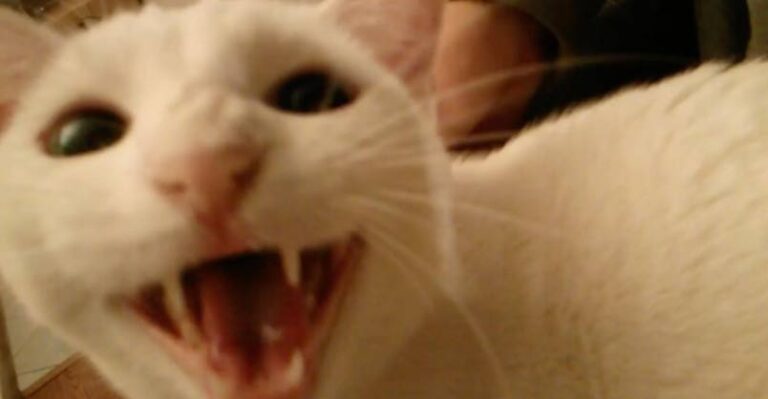 Hey Kitty! Are You Hungry? – We Love Cats and Kittens