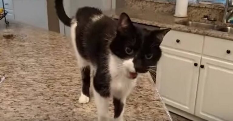 Jack the Cat Meows Like Barry White! – We Love Cats and Kittens