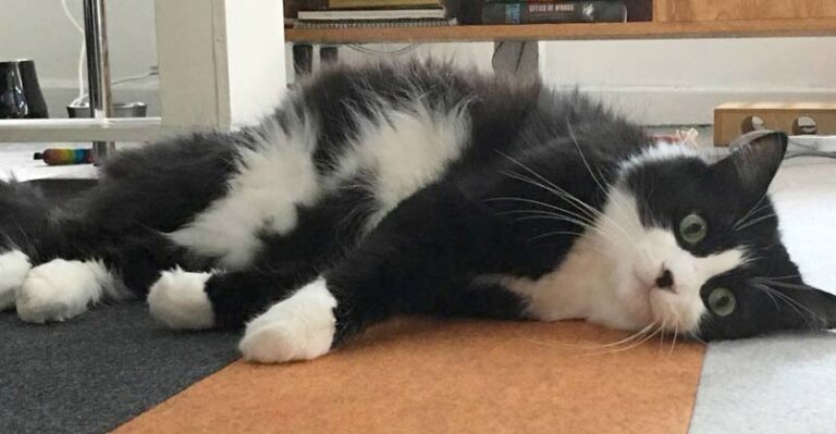 Demanding Cat Returned to Shelter Five Times Finally Finds True Love