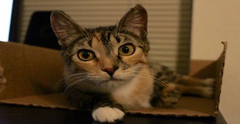 Stray Cat Wanders Into Living Room And Gives Birth To Kittens – We