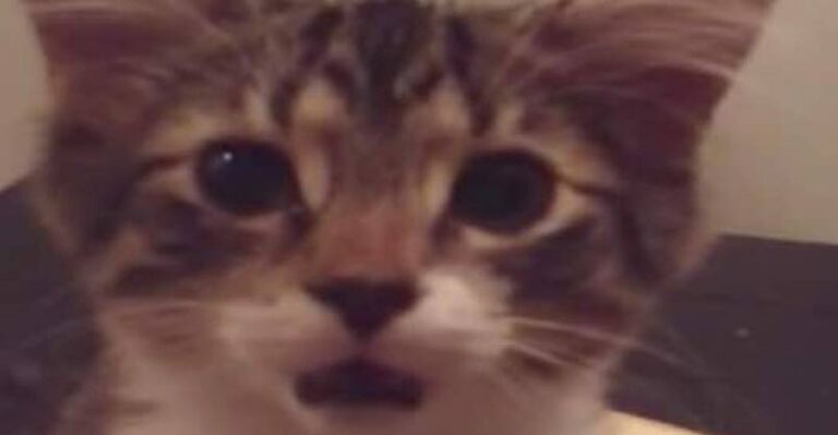 A Little Kitty has Just Woken Up and She’s Telling us All About It!